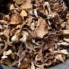 Gourmet Mushrooms