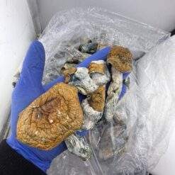 Golden Teacher Mushrooms