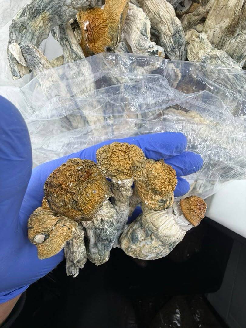 Wavy Caps Mushrooms