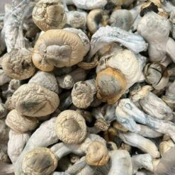 Blue Meanie Mushrooms