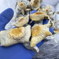 Devil's Cap Mushrooms