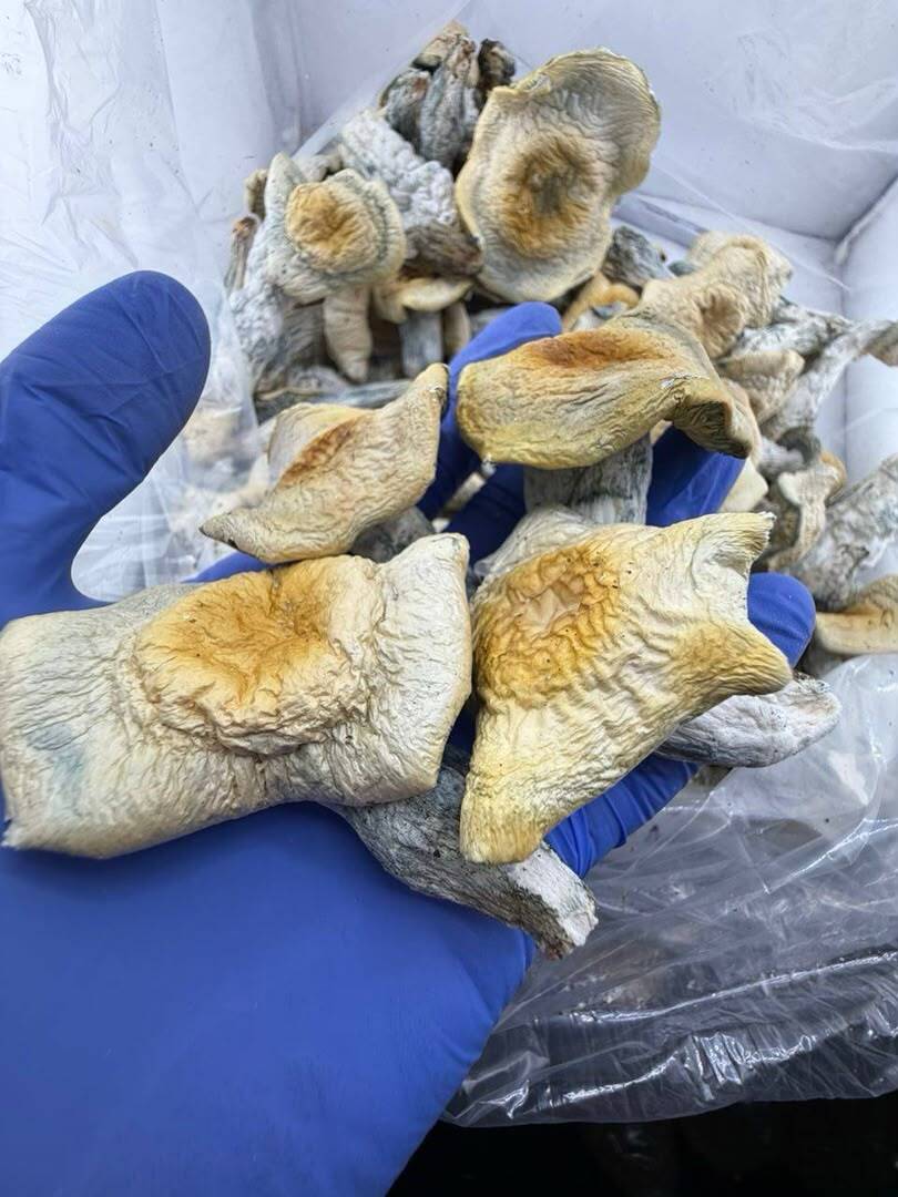 Devil's Cap Mushrooms