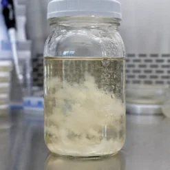 Mushroom Liquid Culture